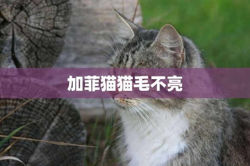 加菲猫猫毛不亮